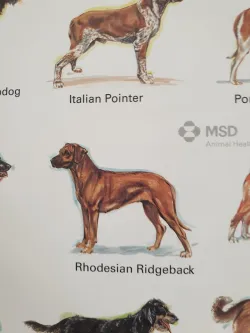 Fotografia miesta 5 od Veterinárna ambulancia - MVDr. Branislav Oťapka