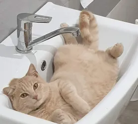 Fotografia miesta 7 od Veterinárna ambulancia - MVDr. Branislav Oťapka