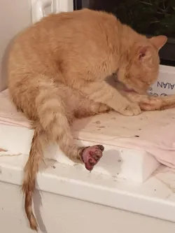 Fotografia miesta 8 od Veterinárna ambulancia - MVDr. Branislav Oťapka