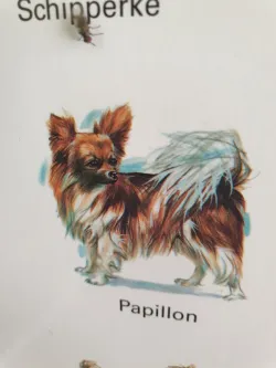 Fotografia miesta 9 od Veterinárna ambulancia - MVDr. Branislav Oťapka