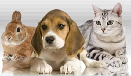 Fotografia miesta 1 od Veterinárna ambulancia - MVDr. Tatiana Červenková