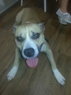 Fotografia miesta 6 od AHAvet - MVDr. Jozef Talajka