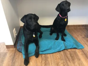 Fotografia miesta 8 od AHAvet - MVDr. Jozef Talajka