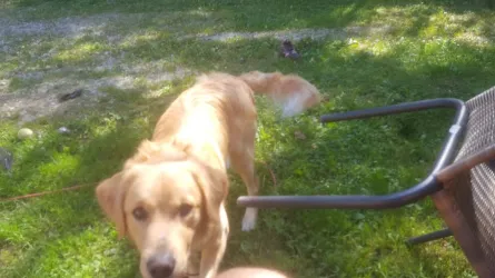 Fotografia miesta 1 od Veterinárna ambulancia - MVDr. Dana Staníková