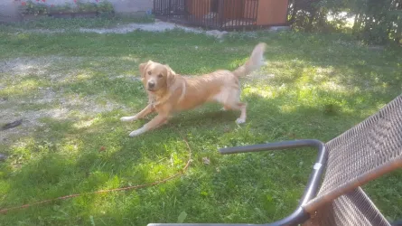 Fotografia miesta 2 od Veterinárna ambulancia - MVDr. Dana Staníková