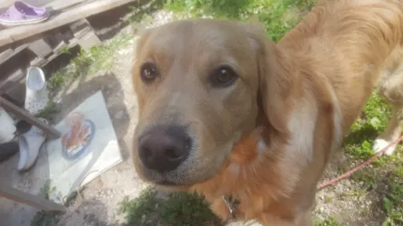 Fotografia miesta 3 od Veterinárna ambulancia - MVDr. Dana Staníková