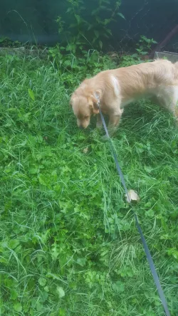 Fotografia miesta 4 od Veterinárna ambulancia - MVDr. Dana Staníková