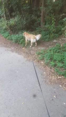 Fotografia miesta 5 od Veterinárna ambulancia - MVDr. Dana Staníková
