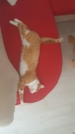 Fotografia miesta 8 od Veterinárna ambulancia - MVDr. Dana Staníková