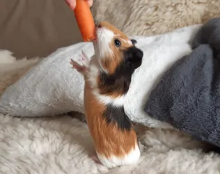 Fotografia miesta 1 od Veterinárna ambulancia - MVDr. Miroslav Kluknavský