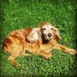 Fotografia miesta 1 od Veterinárna ošetrovňa - MVDr. Dana Pavelková