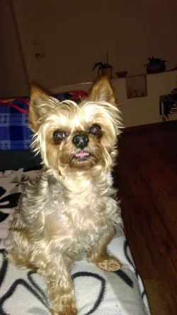 Fotografia miesta 1 od MVDr. Pavol Duroň - veterinárna ambulancia