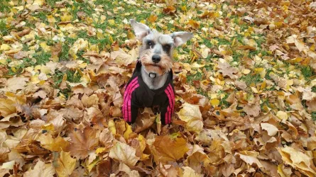 Fotografia miesta 2 od MVDr. Pavol Duroň - veterinárna ambulancia