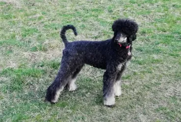 Fotografia miesta 5 od MVDr. Pavol Duroň - veterinárna ambulancia