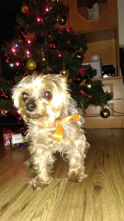 Fotografia miesta 7 od MVDr. Pavol Duroň - veterinárna ambulancia