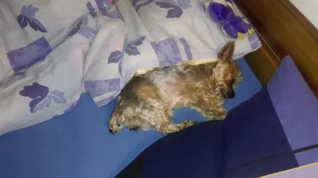 Fotografia miesta 9 od MVDr. Pavol Duroň - veterinárna ambulancia