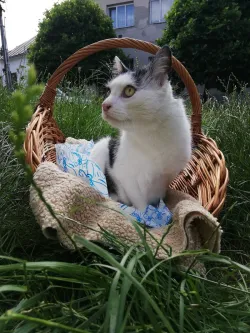 Fotografia miesta 1 od Veterinárna ambulancia - MVDr. Vojtech Korpás