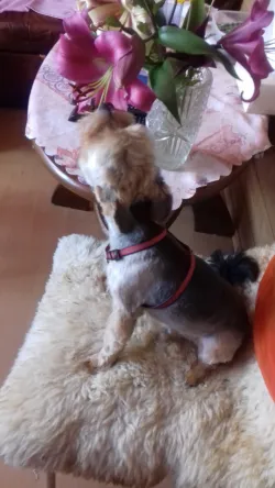 Fotografia miesta 5 od Veterinárna ambulancia Václav Spišák