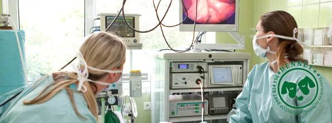 Fotografia miesta 1 od Bennett -NON STOP Veterinarna poliklinika - MVDr. Richard Kapalko