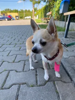 Fotografia miesta 2 od Bennett -NON STOP Veterinarna poliklinika - MVDr. Richard Kapalko