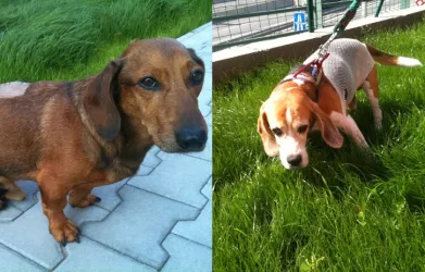 Fotografia miesta 5 od Bennett -NON STOP Veterinarna poliklinika - MVDr. Richard Kapalko