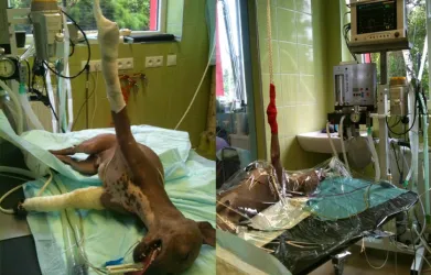 Fotografia miesta 6 od Bennett -NON STOP Veterinarna poliklinika - MVDr. Richard Kapalko