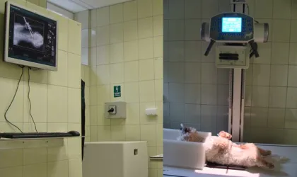 Fotografia miesta 7 od Bennett -NON STOP Veterinarna poliklinika - MVDr. Richard Kapalko