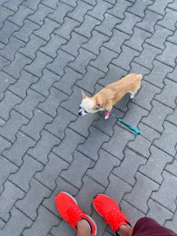 Fotografia miesta 8 od Bennett -NON STOP Veterinarna poliklinika - MVDr. Richard Kapalko