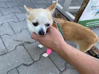 Fotografia miesta 10 od Bennett -NON STOP Veterinarna poliklinika - MVDr. Richard Kapalko