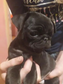 Fotografia miesta 1 od Veterinárna ambulancia - MVDr. Jana Tóthová