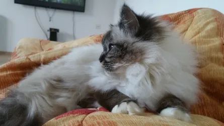 Fotografia miesta 1 od Veterinárna klinika Tri-Vet, Cífer