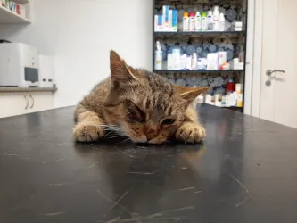 Fotografia miesta 2 od Veterinárna klinika Tri-Vet, Cífer