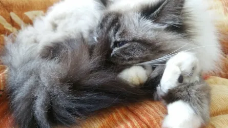 Fotografia miesta 5 od Veterinárna klinika Tri-Vet, Cífer