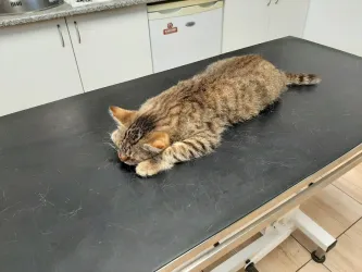 Fotografia miesta 6 od Veterinárna klinika Tri-Vet, Cífer