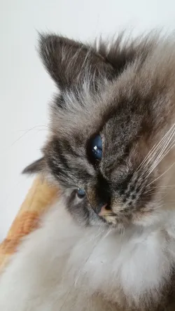 Fotografia miesta 7 od Veterinárna klinika Tri-Vet, Cífer