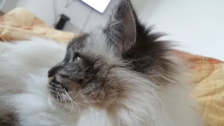 Fotografia miesta 8 od Veterinárna klinika Tri-Vet, Cífer