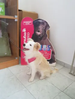 Fotografia miesta 3 od Veterinárna klinika Piešťany, s.r.o. - MVDr. Silvia Štefáková