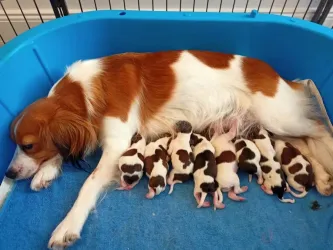 Fotografia miesta 1 od Veterinárna ambulancia Plutovet - MVDr. Dušan Sabol