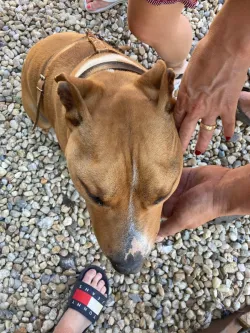 Fotografia miesta 6 od Veterinárna ambulancia Plutovet - MVDr. Dušan Sabol