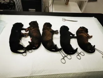 Fotografia miesta 9 od Veterinárna ambulancia Plutovet - MVDr. Dušan Sabol