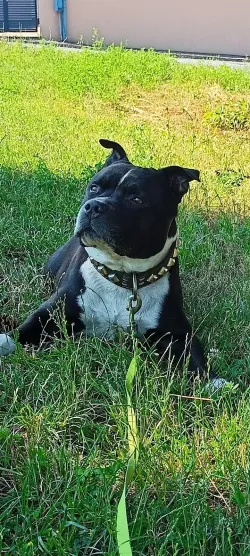 Fotografia miesta 10 od Veterinárna ambulancia Plutovet - MVDr. Dušan Sabol