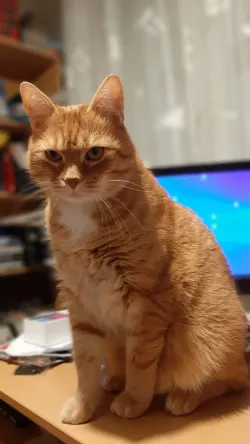 Fotografia miesta 3 od MVDr. Zuzana Stražanová Veterinárna ambulancia