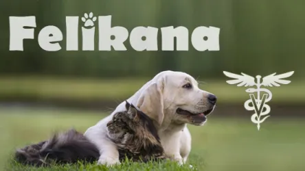 Fotografia miesta 1 od FELIKANA Veterinárna ambulancia - MVDr. Barbora Trebatická