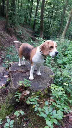 Fotografia miesta 2 od FELIKANA Veterinárna ambulancia - MVDr. Barbora Trebatická