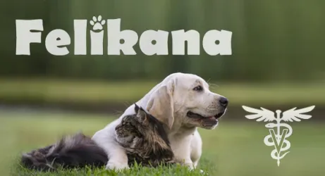 Fotografia miesta 6 od FELIKANA Veterinárna ambulancia - MVDr. Barbora Trebatická