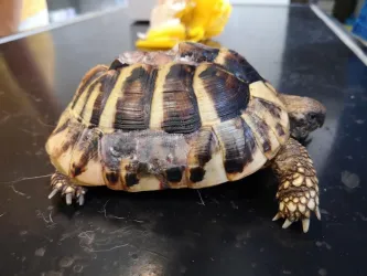 Fotografia miesta 1 od Veterina Závodský - MVDr. Róbert Závodský