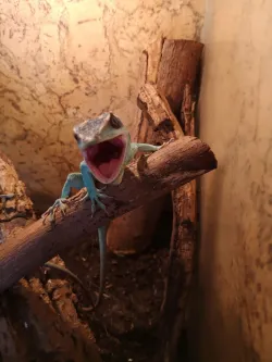 Fotografia miesta 2 od Veterina Závodský - MVDr. Róbert Závodský