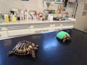 Fotografia miesta 4 od Veterina Závodský - MVDr. Róbert Závodský