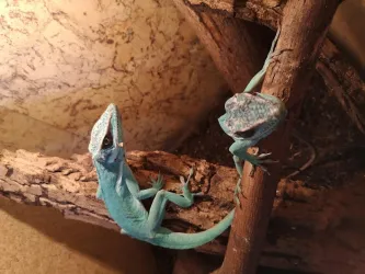 Fotografia miesta 5 od Veterina Závodský - MVDr. Róbert Závodský