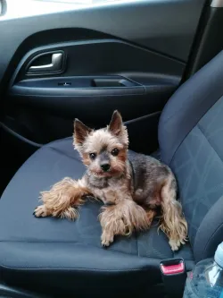 Fotografia miesta 6 od Veterina Závodský - MVDr. Róbert Závodský